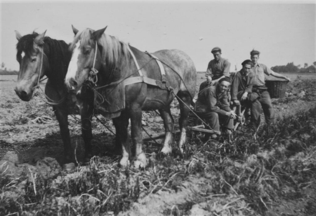 Aardappelen rooien bij Uithuizermeeden. Dienstweigeraars Klaas Feenstra Ernst Hulst op het land van boer Bos (september 1947 (collectie Klaas Feenstra)